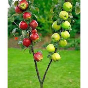 Red & Green Apple Plant